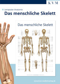 Lernposter Anatomie