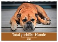 Total gechillte Hunde (Wandkalender 2025 DIN A2 quer), CALVENDO Monatskalender