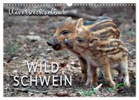 Unverwechselbar - Wildschwein (Wandkalender 2025 DIN A3 quer), CALVENDO Monatskalender