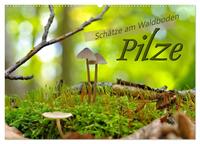 Pilze - Schätze am Waldboden (Wandkalender 2025 DIN A2 quer), CALVENDO Monatskalender