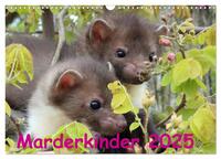 Marderkinder (Wandkalender 2025 DIN A3 quer), CALVENDO Monatskalender