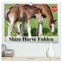 Shire Horse Fohlen (hochwertiger Premium Wandkalender 2025 DIN A2 quer), Kunstdruck in Hochglanz