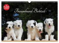 Traumhund Bobtail (Wandkalender 2025 DIN A3 quer), CALVENDO Monatskalender