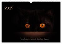 Schokoladige Britisch Kurzhaar Katzen (Wandkalender 2025 DIN A3 quer), CALVENDO Monatskalender