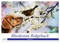 Rhodesian Ridgeback - Moments (Wandkalender 2025 DIN A4 quer), CALVENDO Monatskalender