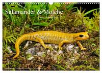 Salamander und Molche (Wandkalender 2025 DIN A3 quer), CALVENDO Monatskalender