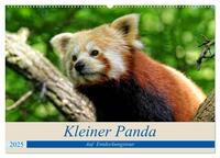 Kleiner Panda auf Entdeckungstour (Wandkalender 2025 DIN A2 quer), CALVENDO Monatskalender