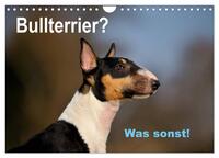 Bullterrier? Was sonst! (Wandkalender 2025 DIN A4 quer), CALVENDO Monatskalender