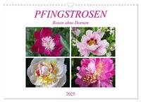 PFINGSTROSEN Rosen ohne Dornen (Wandkalender 2025 DIN A3 quer), CALVENDO Monatskalender