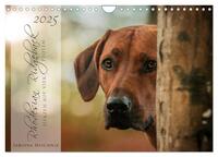 Rhodesian Ridgeback - Herzen auf vier Pfoten (Wandkalender 2025 DIN A4 quer), CALVENDO Monatskalender