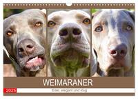 Weimaraner. Edel, elegant und klug (Wandkalender 2025 DIN A3 quer), CALVENDO Monatskalender