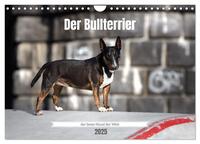 Der Bullterrier der beste Hund der Welt (Wandkalender 2025 DIN A4 quer), CALVENDO Monatskalender