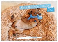 Zwergpinscher Sally‘s erstes Jahr (Wandkalender 2025 DIN A3 quer), CALVENDO Monatskalender