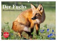 Der Fuchs. Bezaubernder Geselle (Wandkalender 2025 DIN A2 quer), CALVENDO Monatskalender