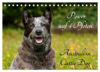 Power auf 4 Pfoten. Australian Cattle Dog (Tischkalender 2025 DIN A5 quer), CALVENDO Monatskalender