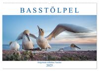 Basstölpel - Helgolands tollkühne Taucher (Wandkalender 2025 DIN A2 quer), CALVENDO Monatskalender