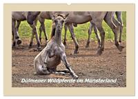 Dülmener Wildpferde im Münsterland (Wandkalender 2025 DIN A2 quer), CALVENDO Monatskalender