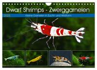 Dwarf Shrimps - Zwerggarnelen (Wandkalender 2025 DIN A4 quer), CALVENDO Monatskalender