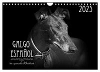 Galgo Español - der spanische Windhund 2025 (Wandkalender 2025 DIN A4 quer), CALVENDO Monatskalender