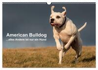 American Bulldog - alles Andere ist nur ein Hund (Wandkalender 2025 DIN A3 quer), CALVENDO Monatskalender