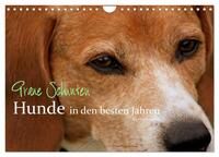 Graue Schnuten - Hunde in den besten Jahren (Wandkalender 2025 DIN A4 quer), CALVENDO Monatskalender