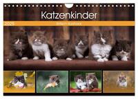 Katzenkinder - Britisch Kurzhaar (Wandkalender 2025 DIN A4 quer), CALVENDO Monatskalender