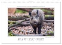 Emotionale Momente: Das Wildschwein. (Wandkalender 2025 DIN A3 quer), CALVENDO Monatskalender