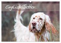 English Setter – Impressionen edler Hunde (Wandkalender 2025 DIN A2 quer), CALVENDO Monatskalender