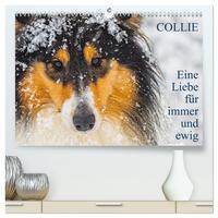 Collies - Eine Liebe für immer und ewig (hochwertiger Premium Wandkalender 2025 DIN A2 quer), Kunstdruck in Hochglanz