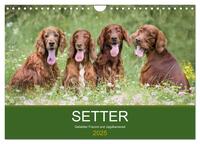 Setter - Geliebter Freund und Jagdkamerad (Wandkalender 2025 DIN A4 quer), CALVENDO Monatskalender