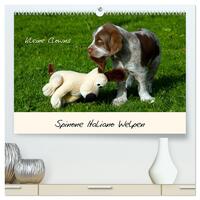 Spinone Italiano Welpen - Kleine Clowns (hochwertiger Premium Wandkalender 2025 DIN A2 quer), Kunstdruck in Hochglanz