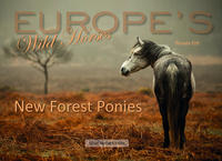 New Forest Ponies