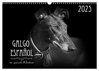 Galgo Español - der spanische Windhund 2025 (Wandkalender 2025 DIN A3 quer), CALVENDO Monatskalender