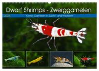 Dwarf Shrimps - Zwerggarnelen (Wandkalender 2025 DIN A2 quer), CALVENDO Monatskalender