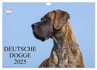 Deutsche Dogge 2025 (Wandkalender 2025 DIN A4 quer), CALVENDO Monatskalender