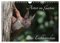 Artist im Garten. Das Eichhörnchen (Wandkalender 2025 DIN A4 quer), CALVENDO Monatskalender