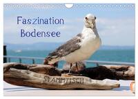 Faszination Bodensee (Wandkalender 2025 DIN A4 quer), CALVENDO Monatskalender