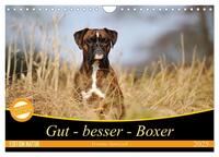 Gut - besser - Boxer (Wandkalender 2025 DIN A4 quer), CALVENDO Monatskalender