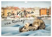 Die Katzen von Rovinj (Wandkalender 2025 DIN A4 quer), CALVENDO Monatskalender