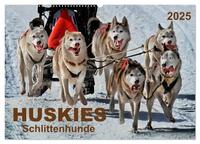 Huskies - Schlittenhunde (Wandkalender 2025 DIN A2 quer), CALVENDO Monatskalender