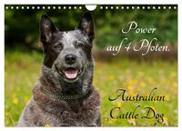 Power auf 4 Pfoten. Australian Cattle Dog (Wandkalender 2025 DIN A4 quer), CALVENDO Monatskalender