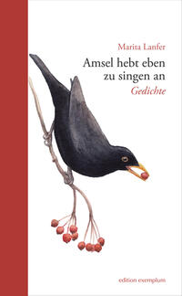 Amsel hebt eben zu singen an