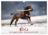 Elvis ein Engl. Cocker Spaniel wird Groß (Wandkalender 2025 DIN A3 quer), CALVENDO Monatskalender