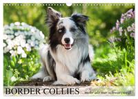 Border Collies - nicht nur schwarzweiß (Wandkalender 2025 DIN A3 quer), CALVENDO Monatskalender