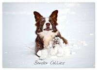 Border Collies (Wandkalender 2025 DIN A2 quer), CALVENDO Monatskalender