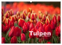 Tulpen (Wandkalender 2025 DIN A2 quer), CALVENDO Monatskalender