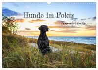 Hunde im Fokus (Wandkalender 2025 DIN A3 quer), CALVENDO Monatskalender