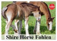 Shire Horse Fohlen (Wandkalender 2025 DIN A3 quer), CALVENDO Monatskalender