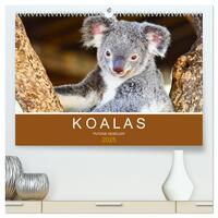 Koalas, putzige Gesellen (hochwertiger Premium Wandkalender 2025 DIN A2 quer), Kunstdruck in Hochglanz