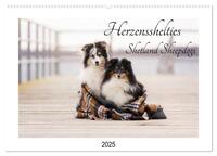 Herzensshelties - Shetland Sheepdogs (Wandkalender 2025 DIN A2 quer), CALVENDO Monatskalender